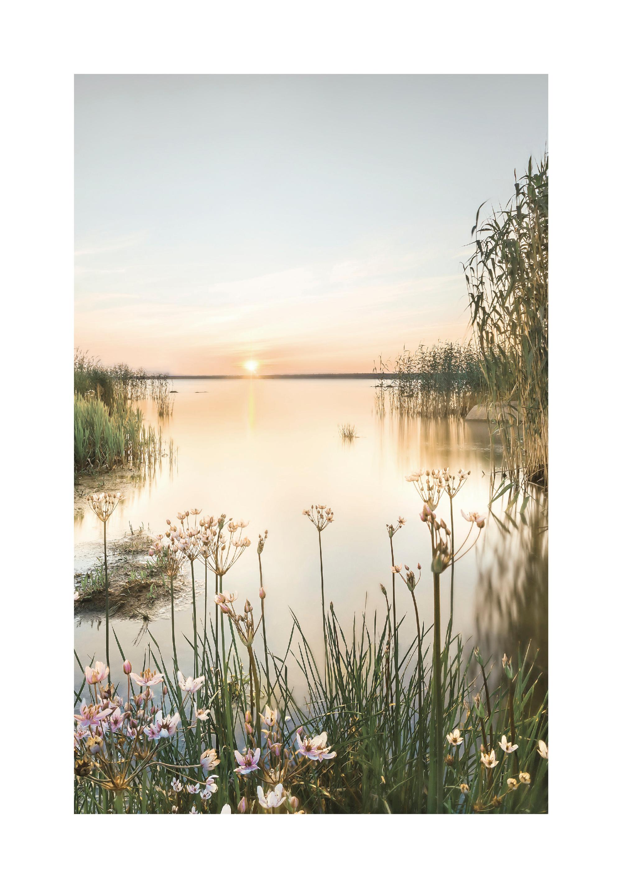 Summer Dawn Poster image 2